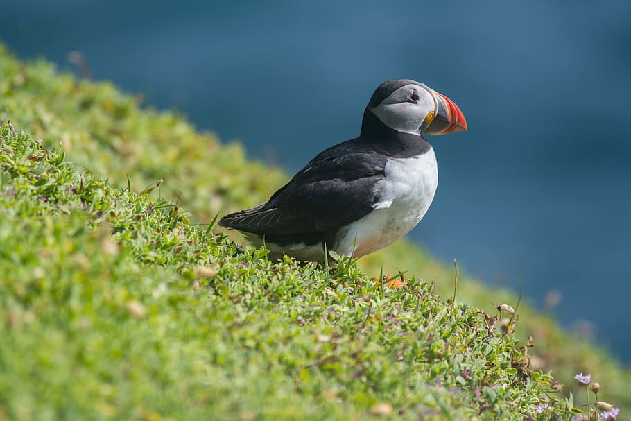 closeup photography of Atlantic puffin sitting on green grass, selective focus photography of puffin bird HD wallpaper