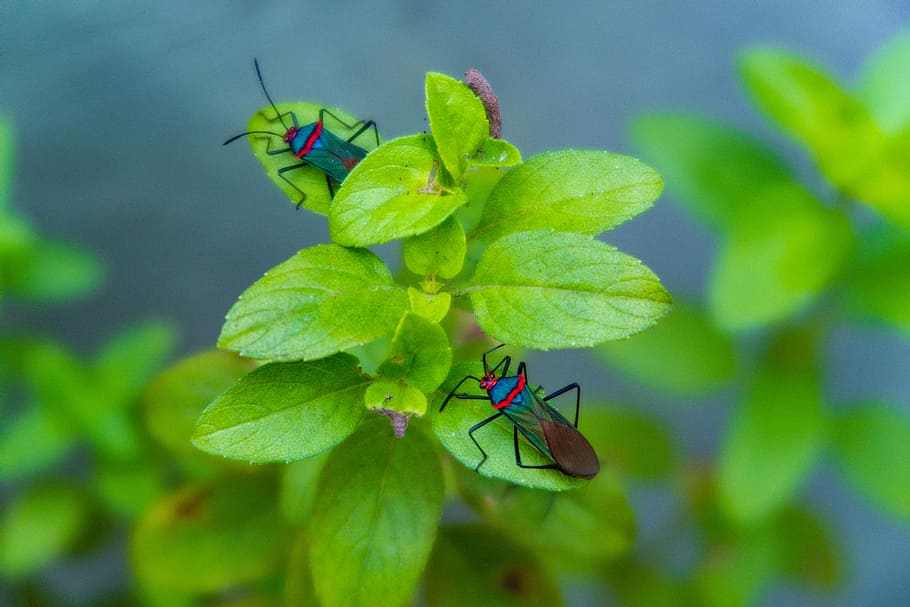 two green-brown-and-blue insects perching on green leaves in focus photography, two green true bugs on leafs HD wallpaper