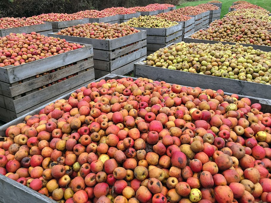 apple, red apples, harvest, fruit tree, food, food and drink HD wallpaper