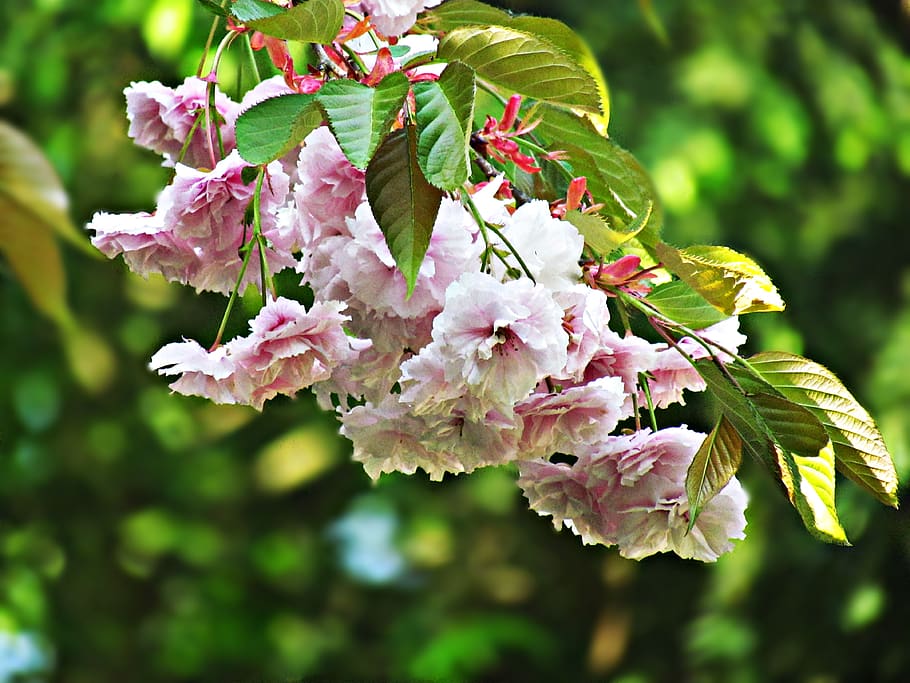 spring, tree, flowers, nature, white, blooming tree, flowering HD wallpaper