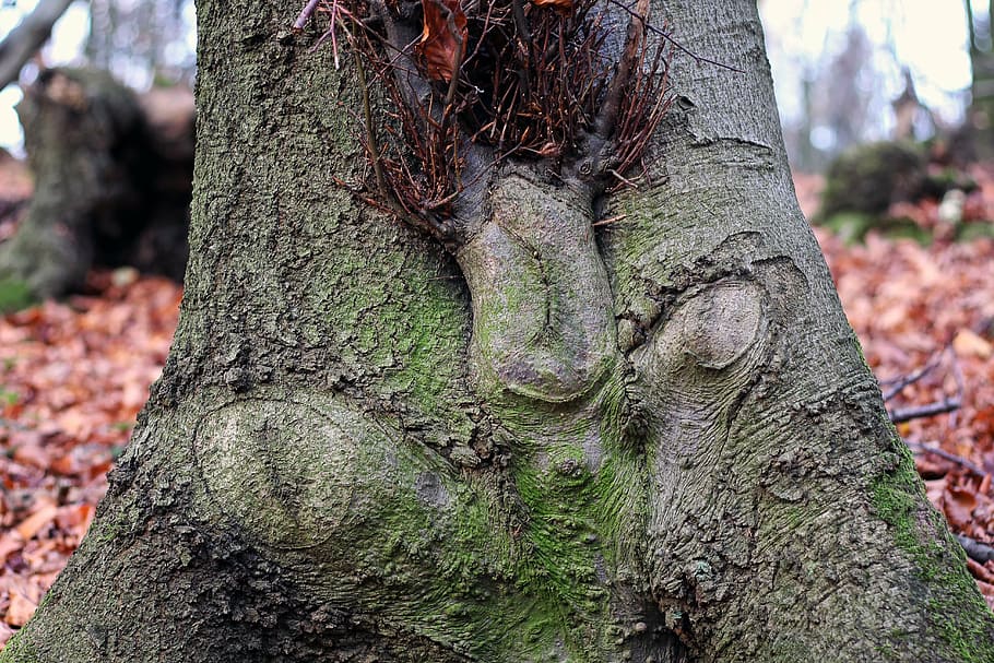 tree, funny face, forest spirits, tree bark, nature, log, leaves HD wallpaper
