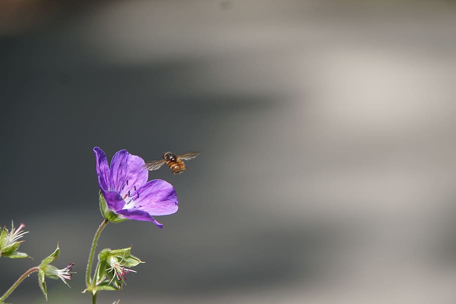 flower, bee, pollination, purple, insect, animal themes, invertebrate HD wallpaper