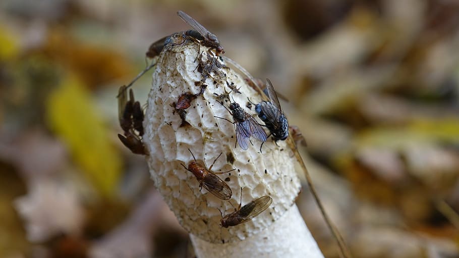 mushroom, nature, fly, insect, creature, focus on foreground HD wallpaper