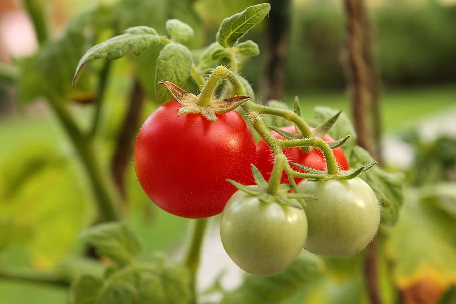 red and green tomatoes, cherry, round, cluster, group, ripe HD wallpaper