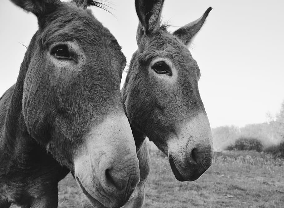 donkeys, equines, portrait, photo black white, grey, saint andré, HD wallpaper