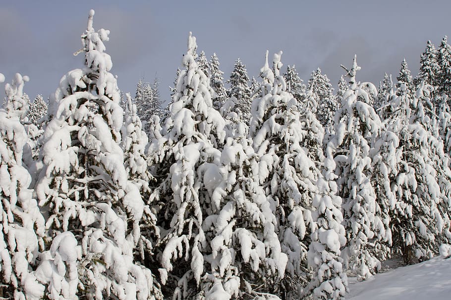 trees covered by snow, landscape, forest, woods, winter, snow laden HD wallpaper