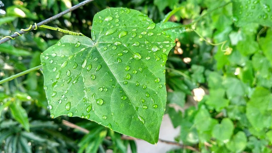 nature, leaf, natural, plant part, drop, green color, wet, water HD wallpaper
