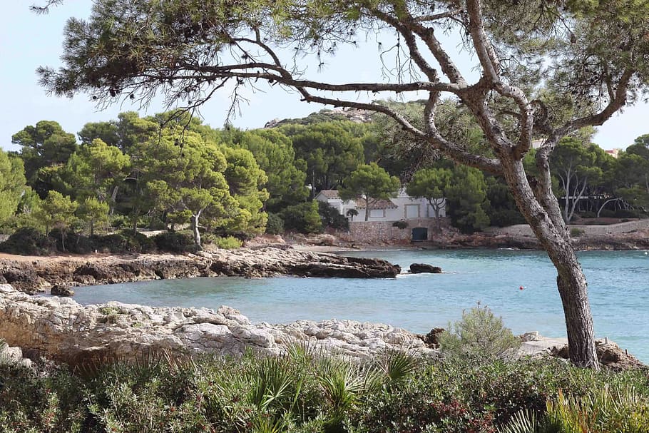 Sun, Beach, Mallorca, Water, autumn, tree, view, nature, landscape HD wallpaper