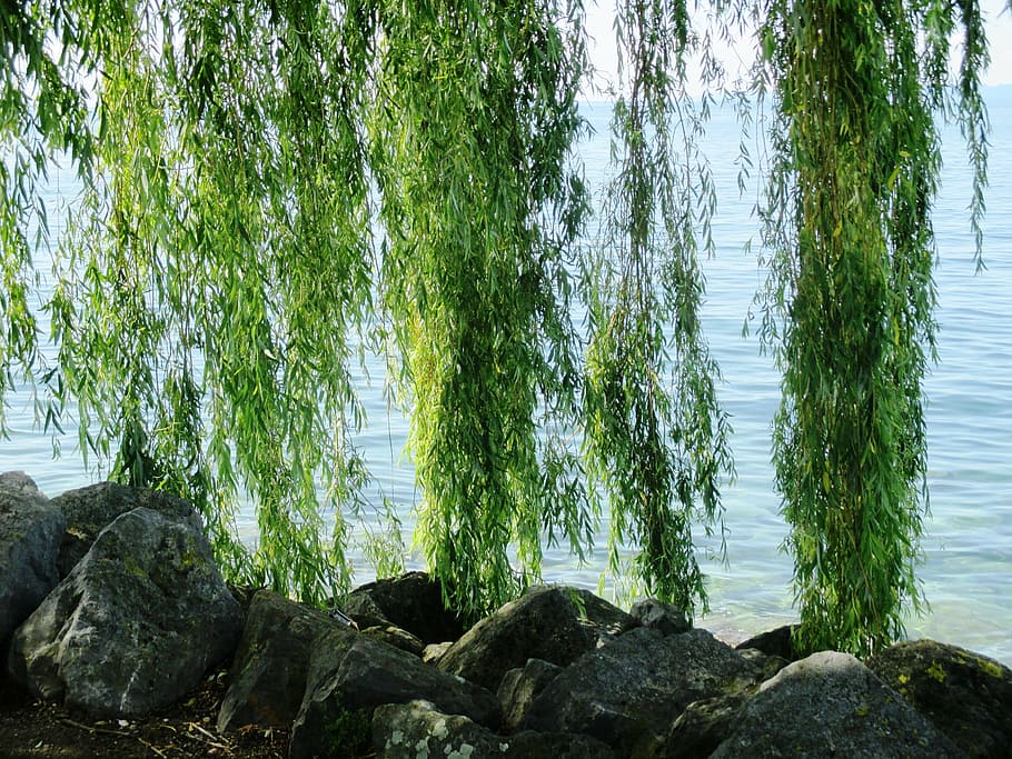 green tree near body of water, weeping willow, hanging branches