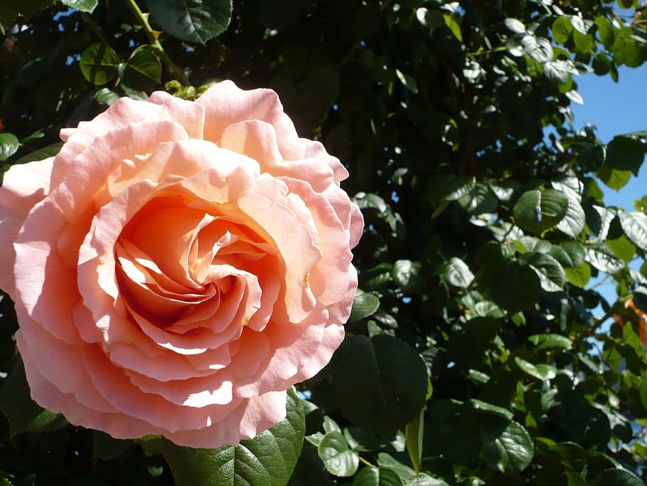 Rose, Pink, Close, Macro, Blossom, Bloom, flower, rose - Flower HD wallpaper