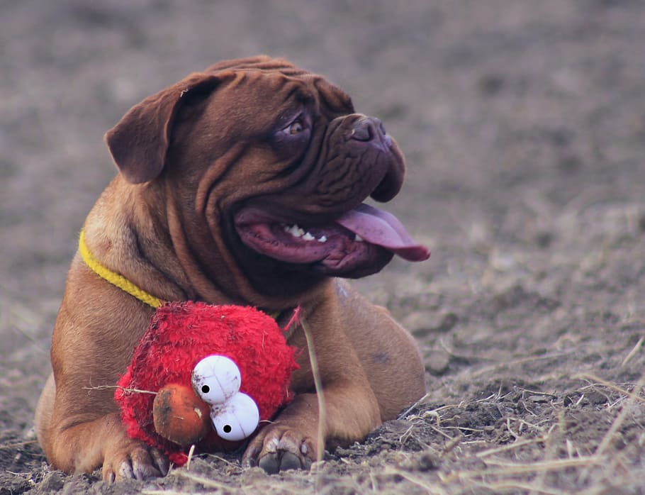 HD wallpaper: red French mastiff puppy, bordeaux, dog, mastiffs, animal ...