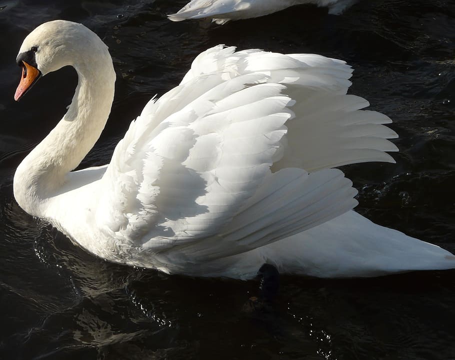 swan, lake, floating, white, bird, animal themes, animals in the wild HD wallpaper