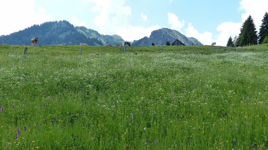 allgäu, alpe, meadow, cows, mountains, cattle, nature, sky HD wallpaper