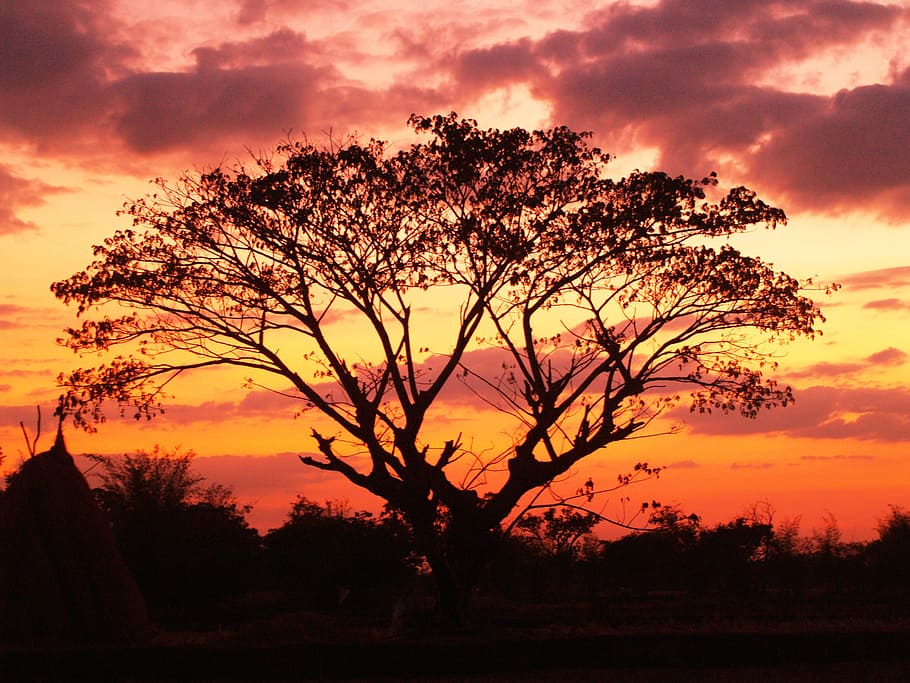 dawn, landscape, nature, sky, background, black, branches, clouds HD wallpaper