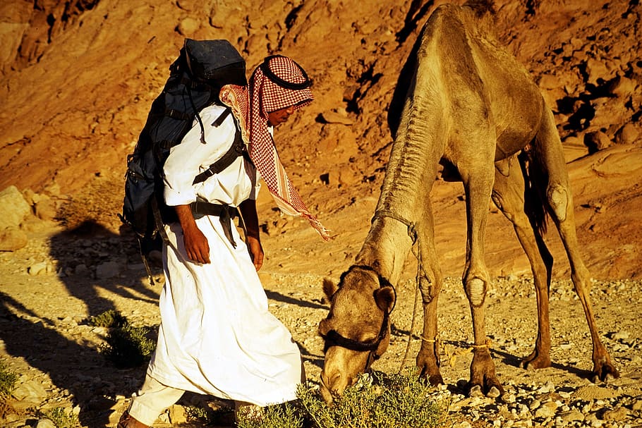 Bedouin, Sinai, Dromedary, Camel, Egypt, desert, animal, one animal, HD wallpaper