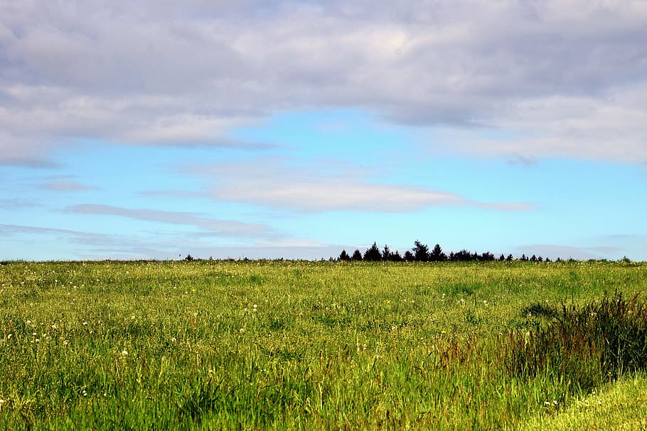 Background, Meadow, Grass, Nature, Green, landscape, sky, clouds HD wallpaper