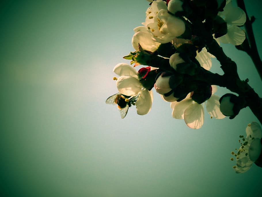 Flowers, Apricot, Bee, Branch, Spring, a branch, reflection HD wallpaper