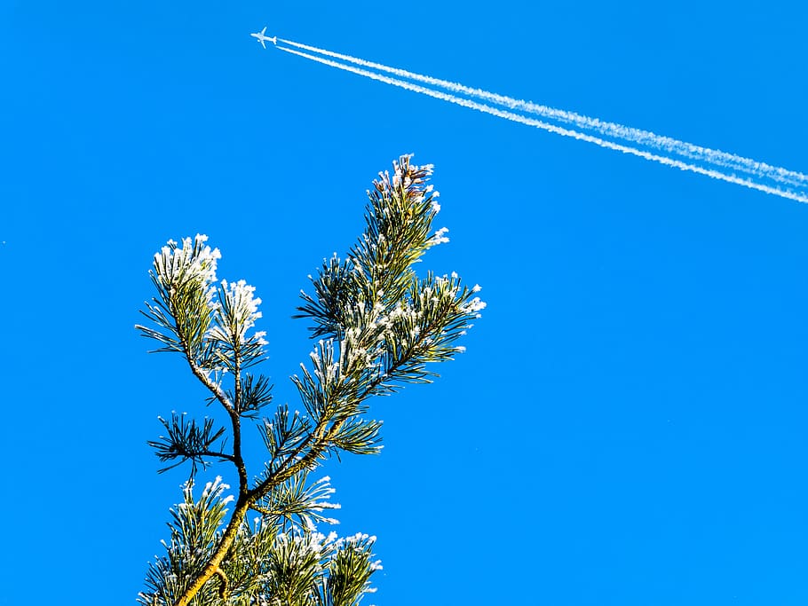 sky, blue, winter, aircraft, contrail, nice weather, pine, green HD wallpaper