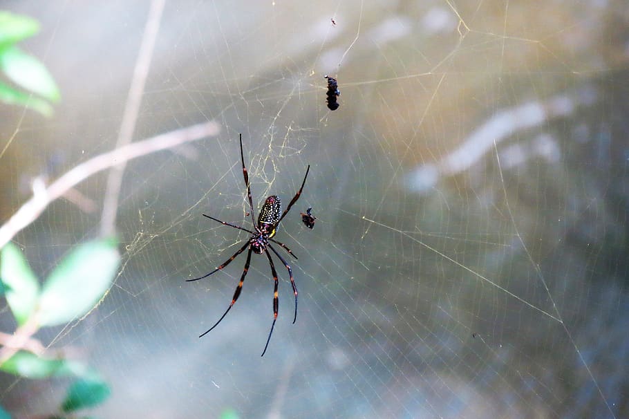 spider, web, arachnid, insect, nature, cobweb, invertebrate HD wallpaper