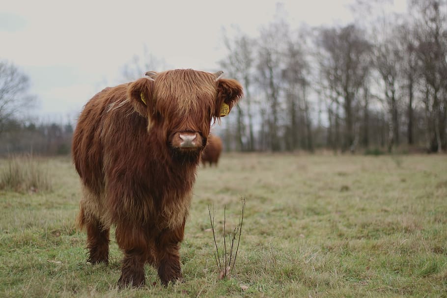 HD wallpaper: bison on green grass at daytime, close photo of yak, cow ...