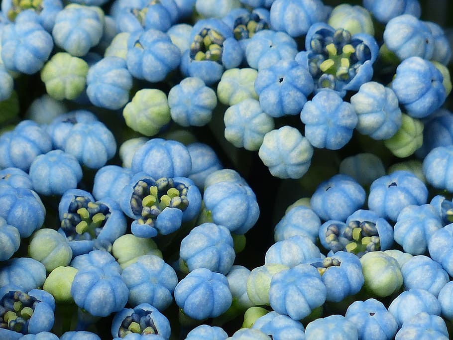 hydrangea, bud, flower, flower buds, blue, greenhouse hydrangea HD wallpaper