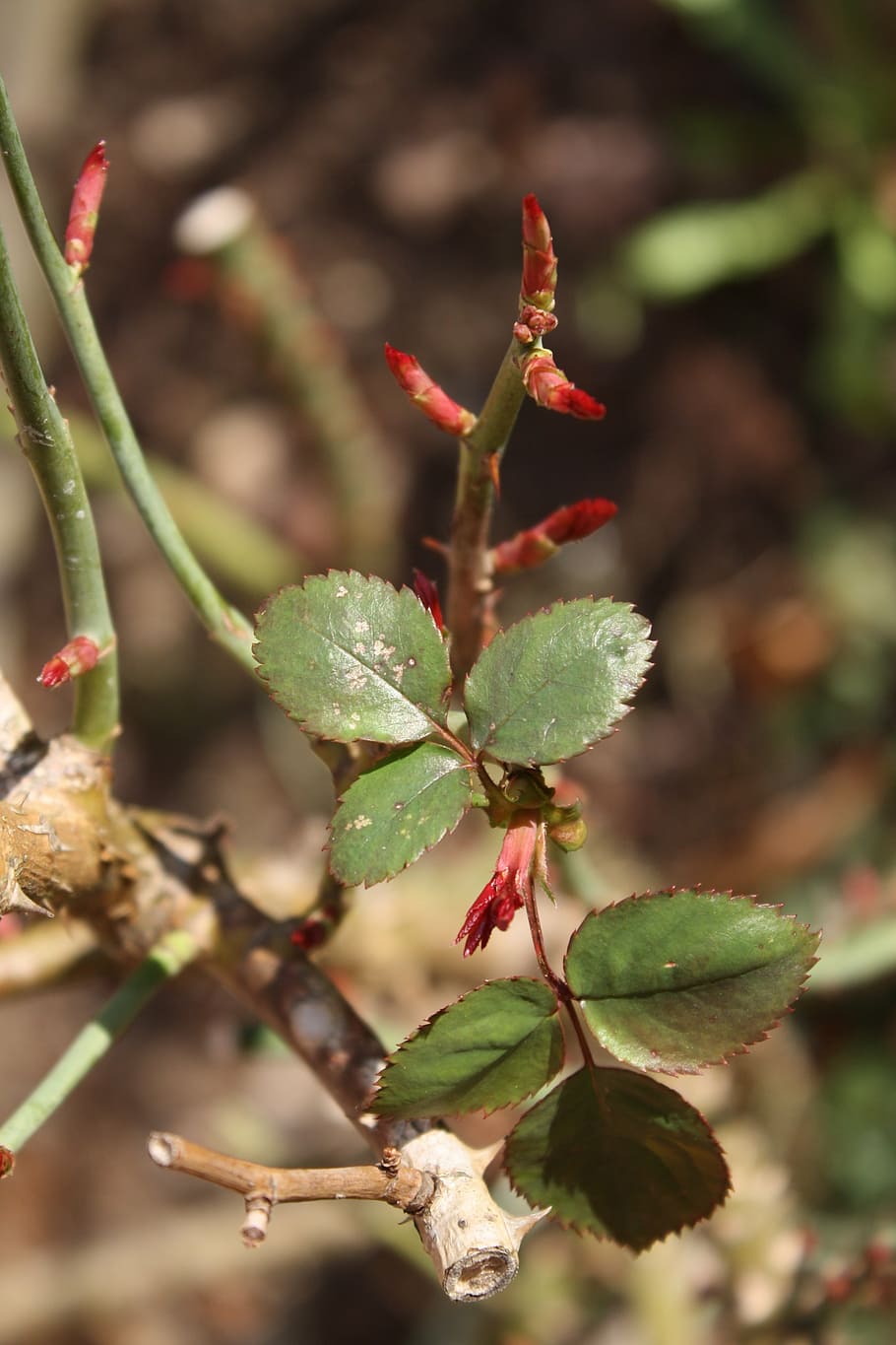 spring, roses, bud, macro, leaves, nature, plant, close-up HD wallpaper