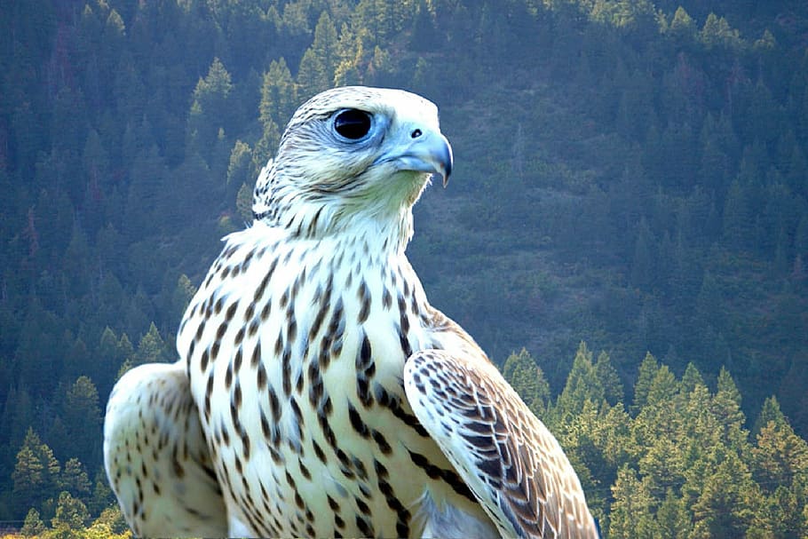 close up photo of white and black eagle, falcon, gyrfalcon, bird