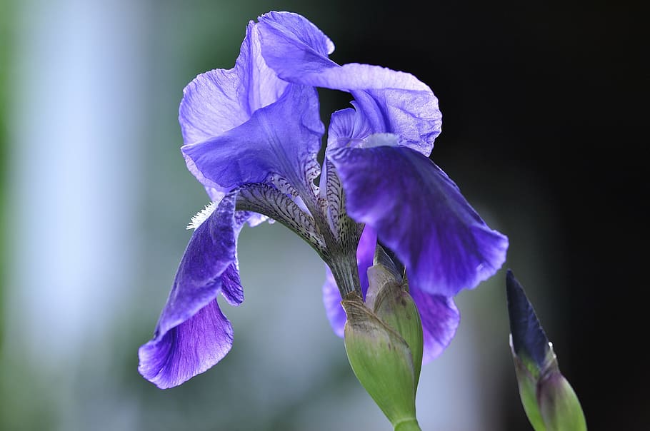 purple flower, iris, blue, plant, wild plant, wild flower, blossom HD wallpaper