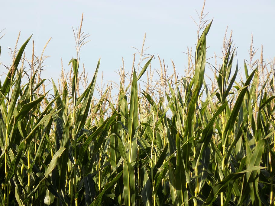 cornfield, arable, food, agriculture, growth, plant, land, green color HD wallpaper