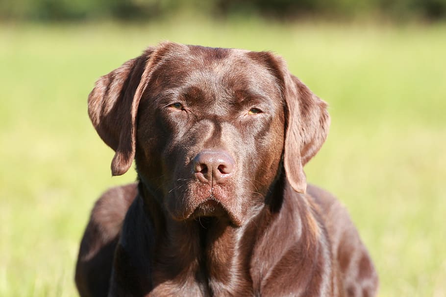 labrador, dog, pet, pets, canine, domestic, mammal, one animal HD wallpaper