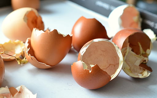 close-up photography of egg shell, egg shells, hatched, chicks HD wallpaper