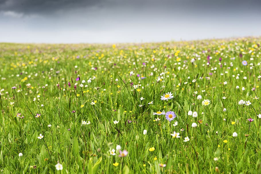 white and purple daisy flower field at daytime, wild flower HD wallpaper