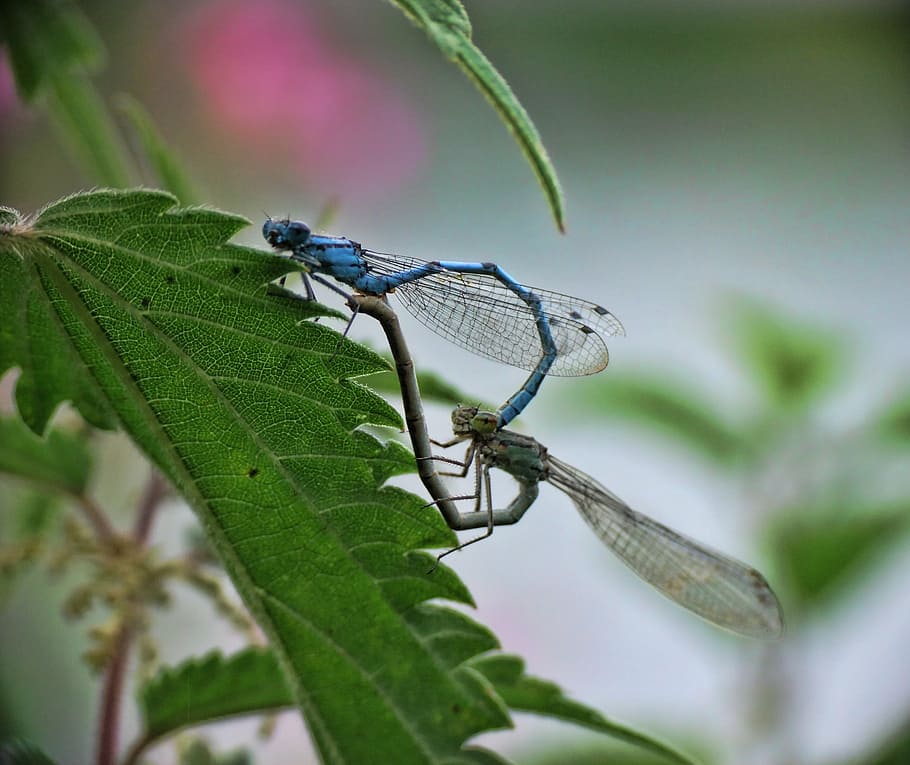 dragonfly, prey, predator, insect, nature, macro, animal, wildlife, HD wallpaper