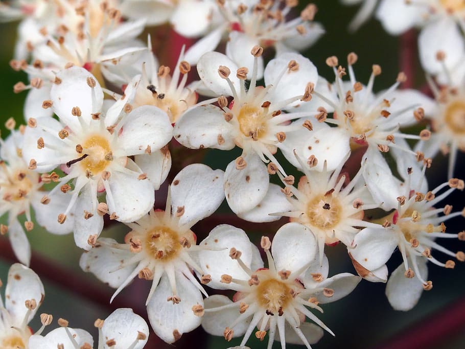 flower, nature, white, flowering plant, freshness, fragility HD wallpaper