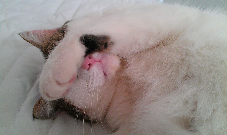 white cat lies down, cute, face, cat face, kitten, feline, kitty HD wallpaper