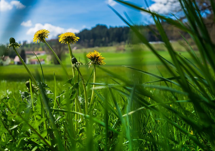 summer, flower, grass, background, screen background, desktop background HD wallpaper