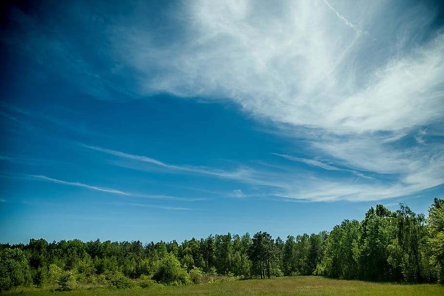 forest, landscape, sky, tree, nature, colors, light, plant HD wallpaper
