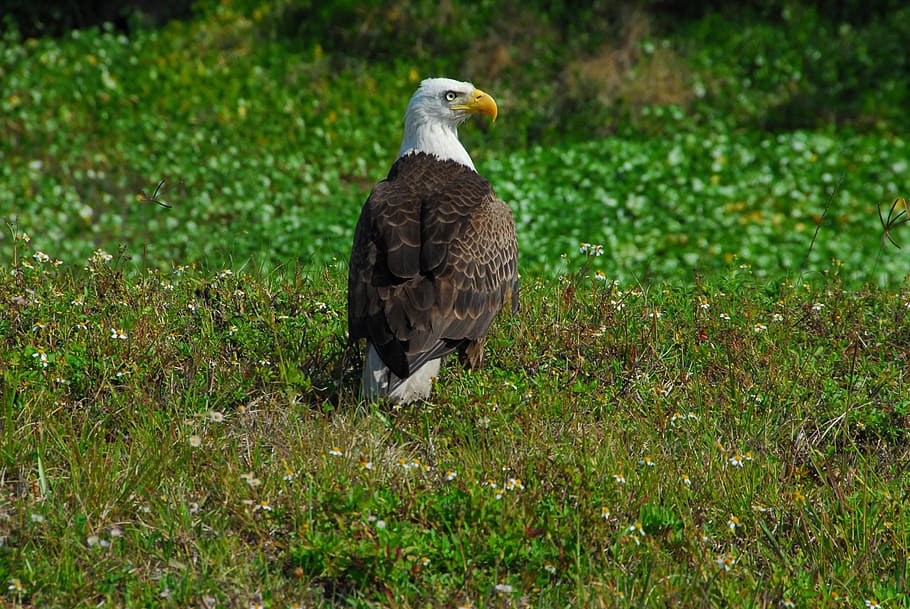 Bald Eagle, Bird, Symbol, Predator, beautiful, nature, outside HD wallpaper