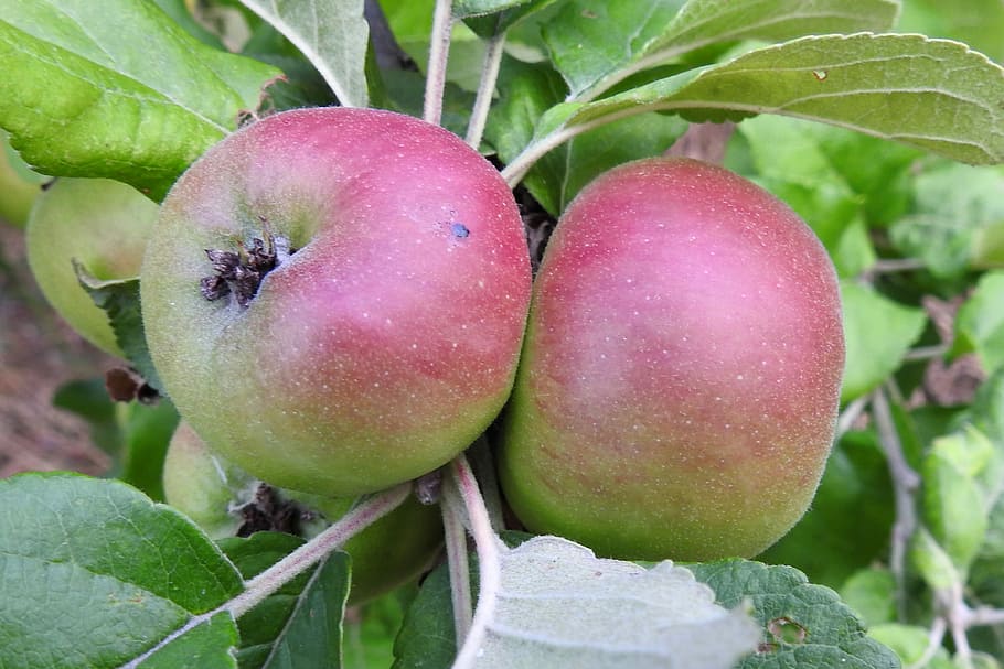 Apple Tree, Fruit, Summer, kernobstgewaechs, orchard, food and drink HD wallpaper