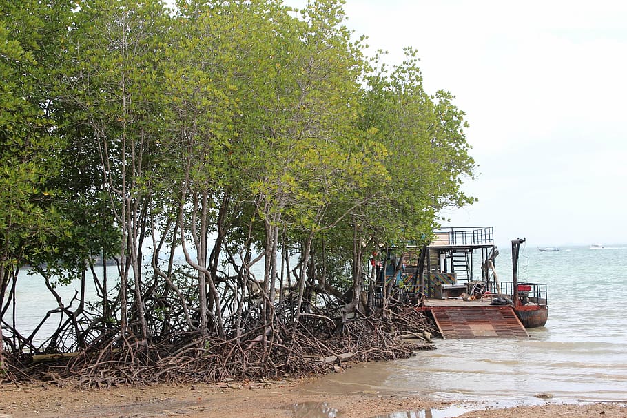 root, tree, old, nature, log, wood, tree root, plant, mangroves HD wallpaper