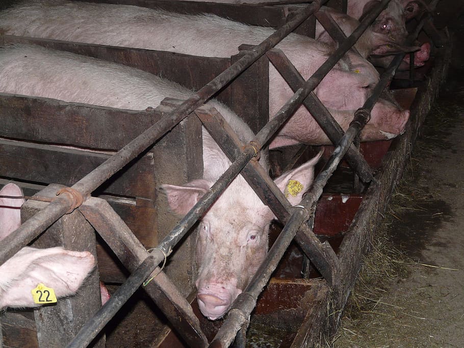 pig, sow, pigs, stall, box, steel grid, animal, pet, livestock HD wallpaper