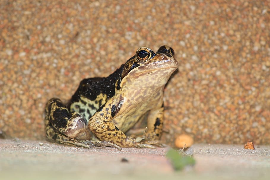frog, toad, black, animal, amphibian, wildlife, nature, reptile HD wallpaper