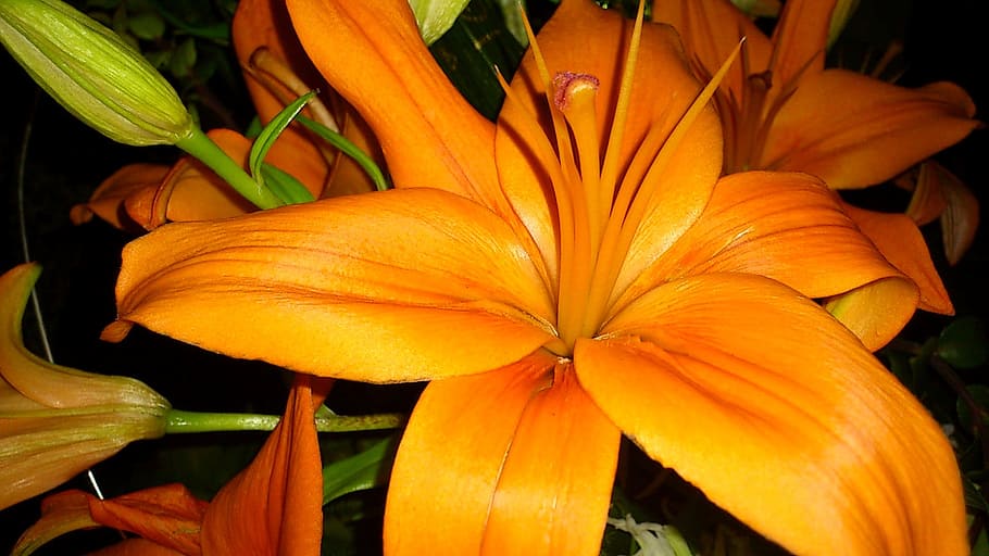 Lily, Blossom, Bloom, Orange, Close, flower, incomplete, petal HD wallpaper