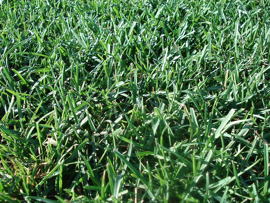 lawn, turf, environment, care, backyard, green, grass, mowing HD wallpaper