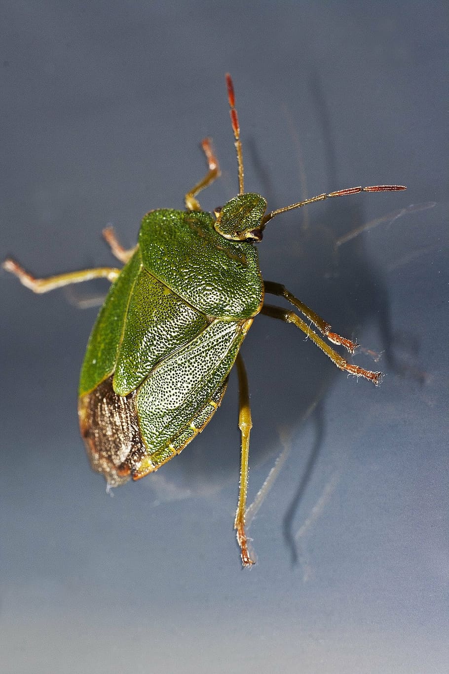 bug, green, insect, macro, close, gloss, probe, blue, grey HD wallpaper