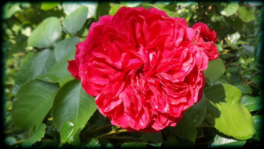 rose, flower, red, flowering plant, fragility, petal, freshness HD wallpaper