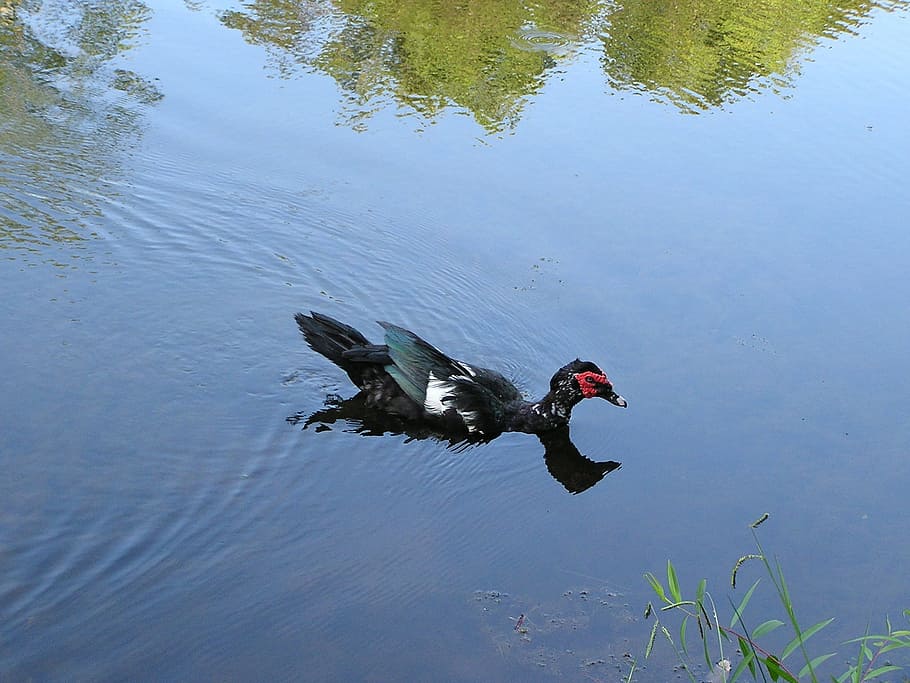 duck, water, reflection, nature, animal, bird, lake, wild, wildlife HD wallpaper