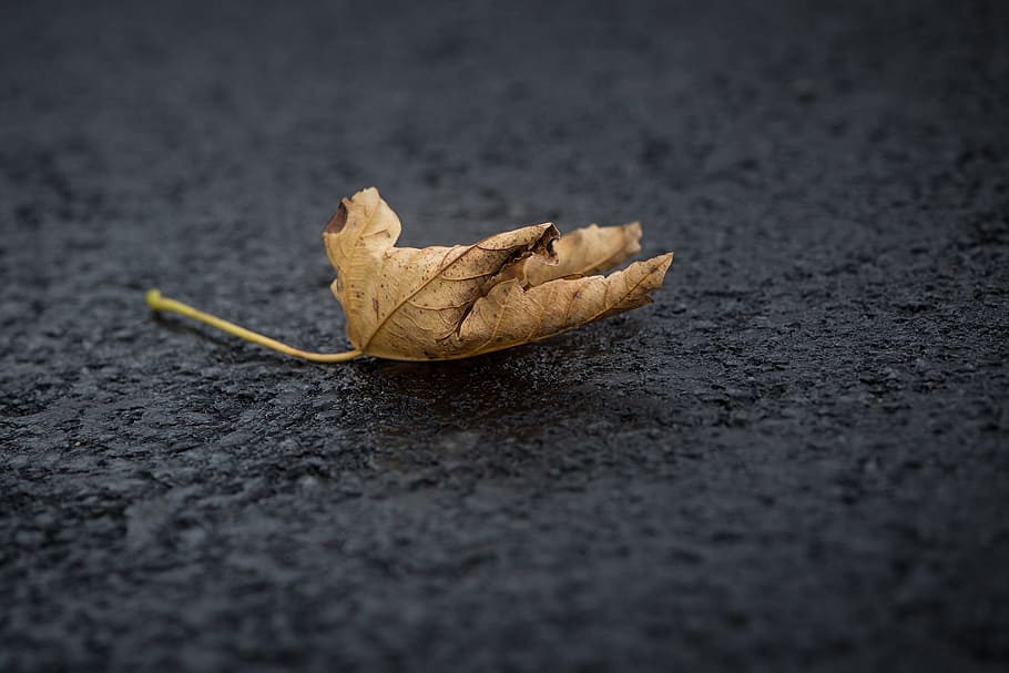 brown dried leaf on black textile, foliage, autumn leaf, leaves HD wallpaper
