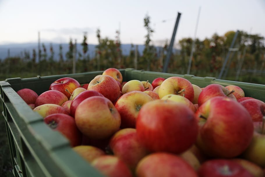 apples in basket, fruit, fruits, autumn, eat, food, fruit tree HD wallpaper