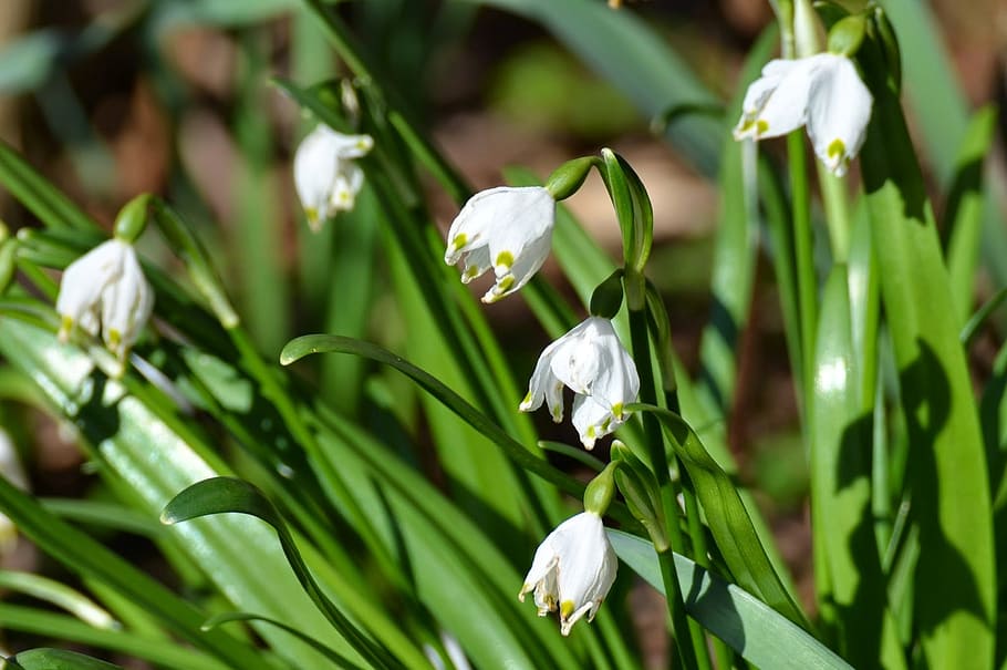 spring flowers, snow drop, green, plant, growth, beauty in nature HD wallpaper